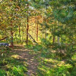 Фото Отель Олин лес