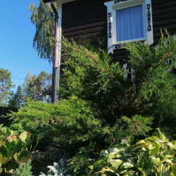 Фото Отель Гостевой комплекс Сосны