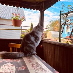 2-комнатный коттедж улучшенный