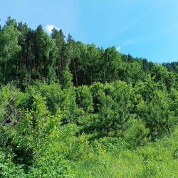 Фото Отель Emirell Altai (Эмирелль Алтай)