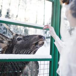 Фото Экоотель Романов Лес