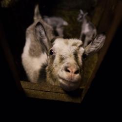 Фото Отель Хутор белой козы