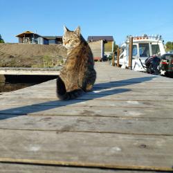 Коттедж с камином