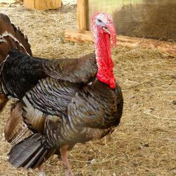 Фото Отель Баяр