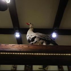 Фото Отель Золотой Гусь