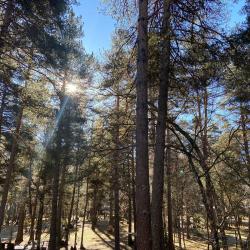 Фото Отель Forest Сottage (Форест Коттедж)