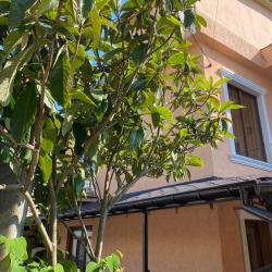 Фото Отель Rosa Home Loo