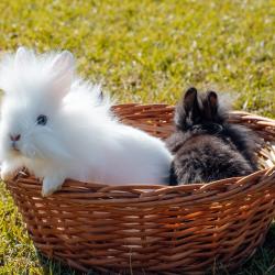 Фото Отель Horseka resort (Хорсека)