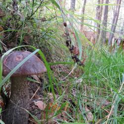 Фото Отель Берлога