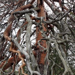 Фото Отель Гостевой комплекс Сосны