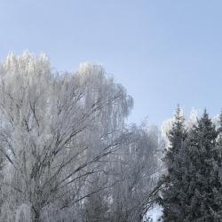 Фото Отель Forest Club (Форест Клуб)