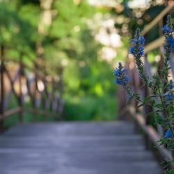Фото Парк-отель Озеро Дивное
