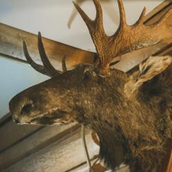 Фото Отель Гостевой Дом Рябиновый