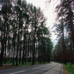 Номер стандарт с 4 односпальными кроватями