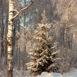 Tаунхаус № 8а, 8б с 1 спальней