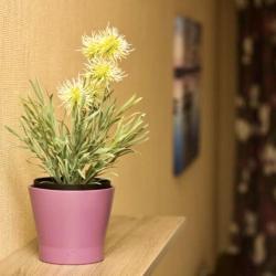 1-комнатные апартаменты стандарт №6