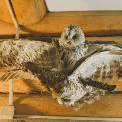 Фото Отель Гостевой Дом Рябиновый