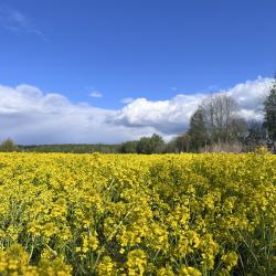 Фото Отель РETRUSНKА. (Петрушка)