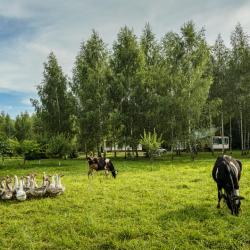 Фото Отель Дом на лесной опушке