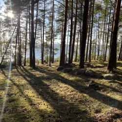 Фото Отель Финский Лес