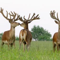 Фото Отель Сафари-Парк