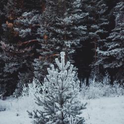 2-комнатные апартаменты улучшенные Коттедж с отдельным входом