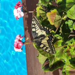 Фото Отель Каменный цветок