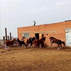 Фото Отель Станица Черноярская