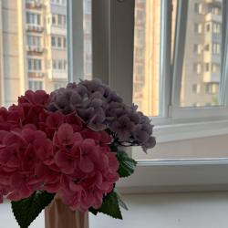 Апартаменты студия