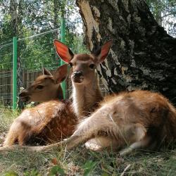 Фото Отель LES (ЛЕС)