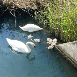 Фото Апартаменты Green sail family