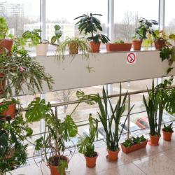 Фото Отель Forest Inn (Форест Инн)