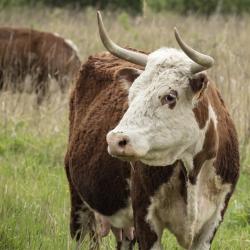 Фото Отель Заокские поля