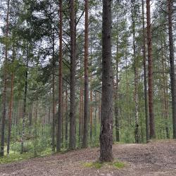 Фото Отель Загородный дом с баней на дровах