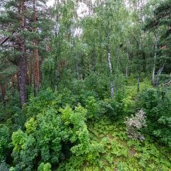 Фото Отель Гостевой дом Лесная сказка