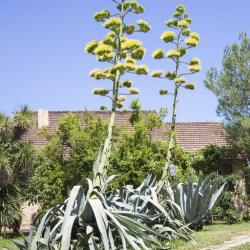 Фото Отель Апсара (Apsara)