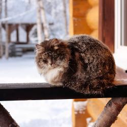 Коттедж № 11 с 2 спальнями