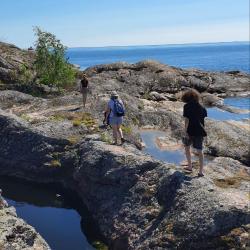 Фото Отель Гостевой комплекс Сосны