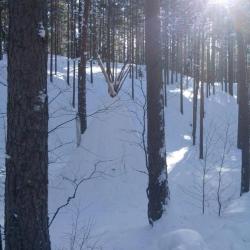 Фото Эко-отель Лес