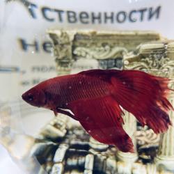 фото 46 Central House (Централ Хаус)