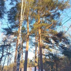 Фото Отель Сосновый бор