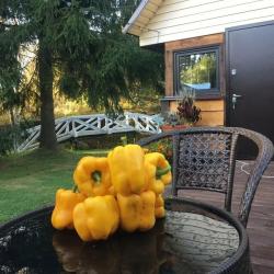 Фото Отель Елки-Палки