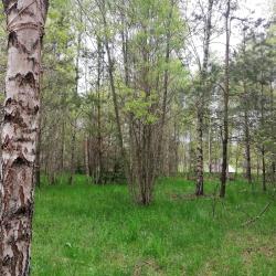 Шатер в лесу №8
