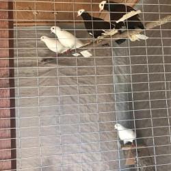 Фото Отель Belvedere (Бельведер)