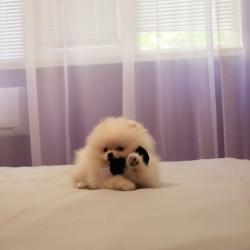 Фото Отель Амо Теамо на Навагинской