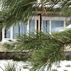 Фото Отель Коттедж Шалле