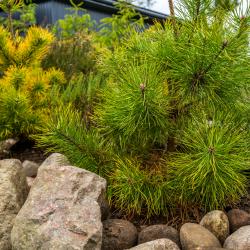 Коттедж улучшенный I