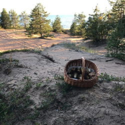 Фото Отель Алавойне