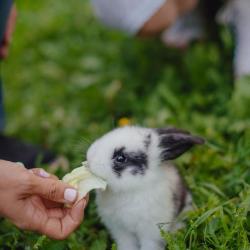 Фото Отель Скоково Парк