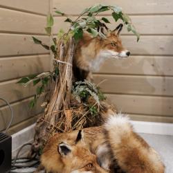 2-комнатный коттедж улучшенный